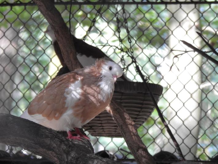 heimattiergarten-tierpark-zoo-fuerstenwalde-tiere-021