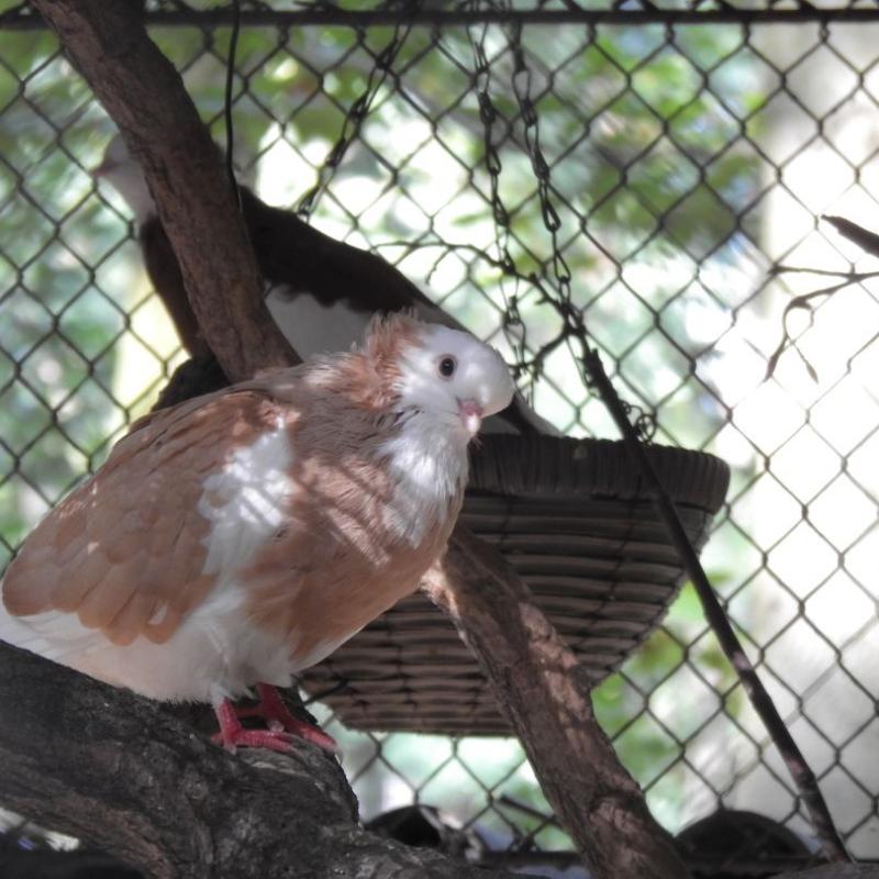 heimattiergarten-tierpark-zoo-fuerstenwalde-tiere-021