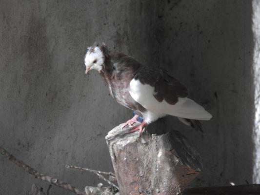 heimattiergarten-tierpark-zoo-fuerstenwalde-tiere-022