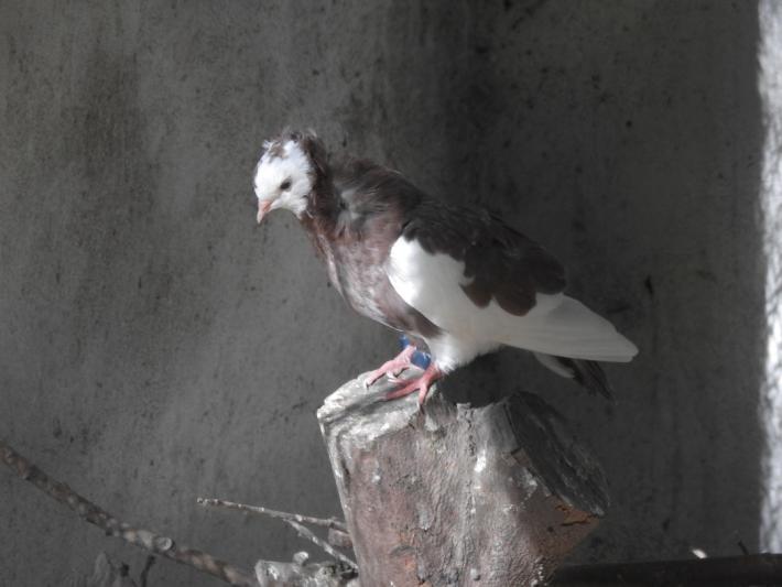 heimattiergarten-tierpark-zoo-fuerstenwalde-tiere-022