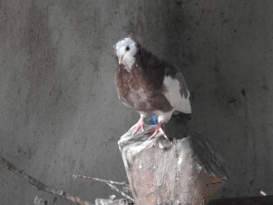 heimattiergarten-tierpark-zoo-fuerstenwalde-tiere-023