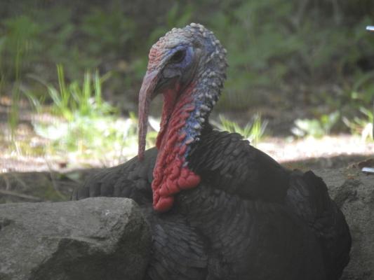 heimattiergarten-tierpark-zoo-fuerstenwalde-tiere-079