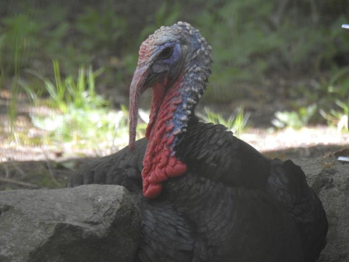 heimattiergarten-tierpark-zoo-fuerstenwalde-tiere-079