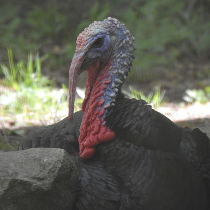 heimattiergarten-tierpark-zoo-fuerstenwalde-tiere-079