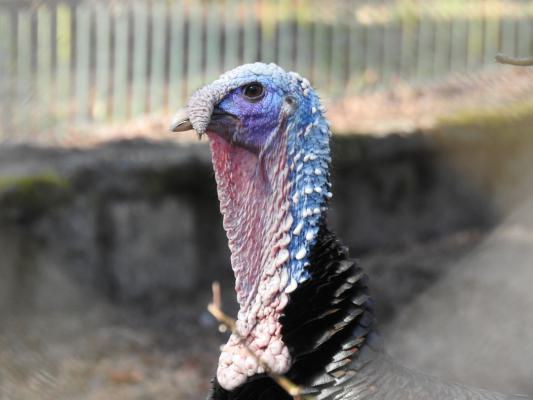 heimattiergarten-tierpark-zoo-fuerstenwalde-tiere-081