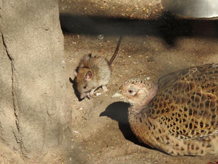 heimattiergarten-tierpark-zoo-fuerstenwalde-tiere-189