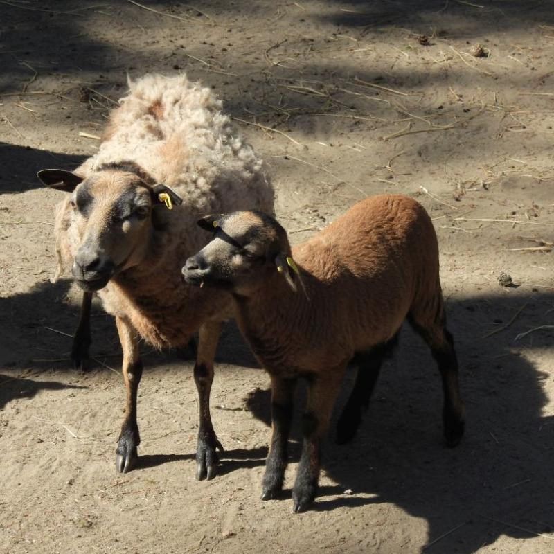 heimattiergarten-tierpark-zoo-fuerstenwalde-tiere-194
