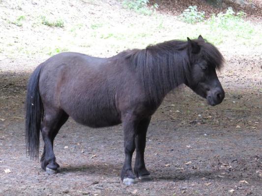 heimattiergarten-tierpark-zoo-fuerstenwalde-tiere-292