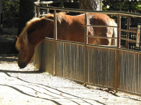 heimattiergarten-tierpark-zoo-fuerstenwalde-tiere-293