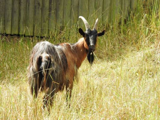 heimattiergarten-tierpark-zoo-fuerstenwalde-tiere-377