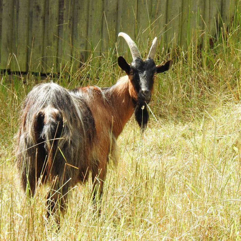 heimattiergarten-tierpark-zoo-fuerstenwalde-tiere-377