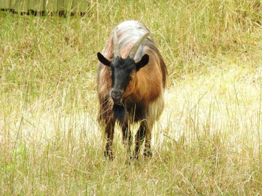 heimattiergarten-tierpark-zoo-fuerstenwalde-tiere-378
