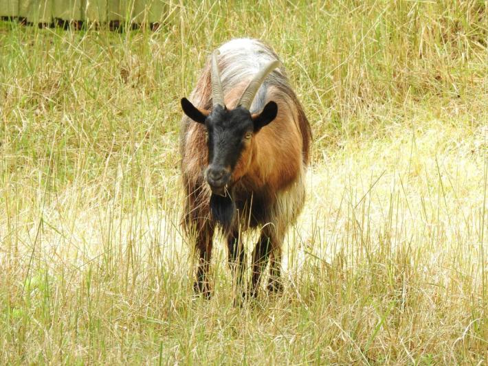 heimattiergarten-tierpark-zoo-fuerstenwalde-tiere-378