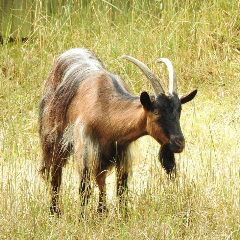 heimattiergarten-tierpark-zoo-fuerstenwalde-tiere-379