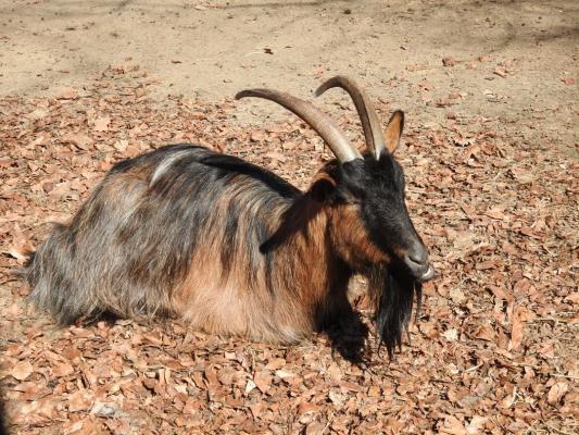 heimattiergarten-tierpark-zoo-fuerstenwalde-tiere-380