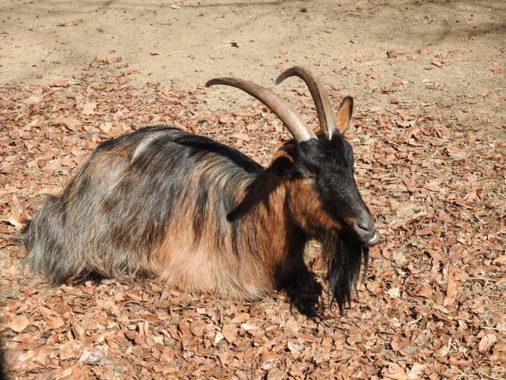 heimattiergarten-tierpark-zoo-fuerstenwalde-tiere-380