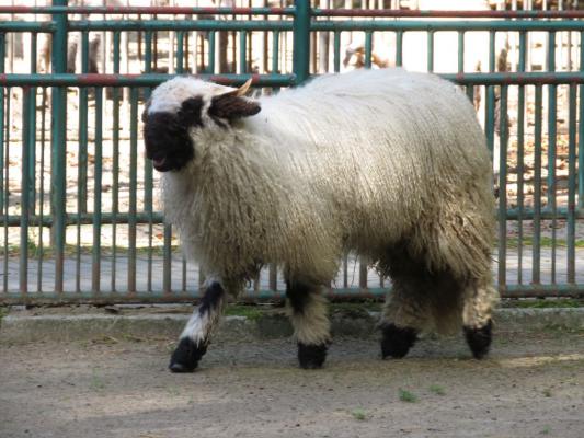 heimattiergarten-tierpark-zoo-fuerstenwalde-tiere-413