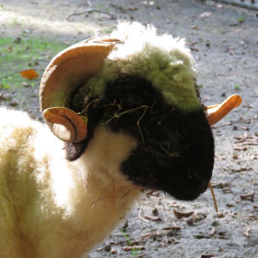 heimattiergarten-tierpark-zoo-fuerstenwalde-tiere-414