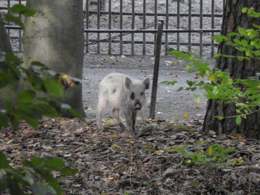 heimattiergarten-tierpark-zoo-fuerstenwalde-tiere-446