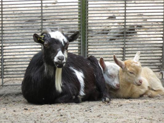 heimattiergarten-tierpark-zoo-fuerstenwalde-tiere-485