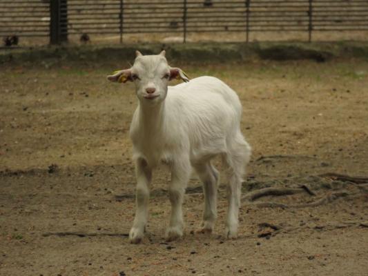 heimattiergarten-tierpark-zoo-fuerstenwalde-tiere-486