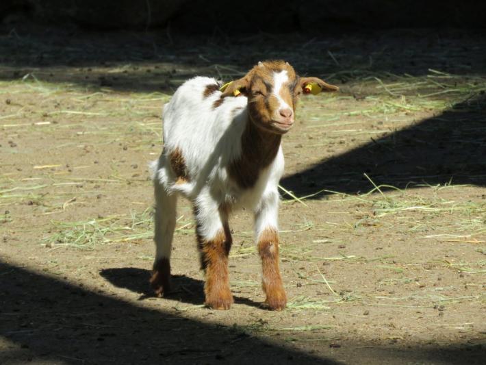 heimattiergarten-tierpark-zoo-fuerstenwalde-tiere-488