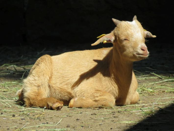 heimattiergarten-tierpark-zoo-fuerstenwalde-tiere-489