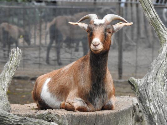 heimattiergarten-tierpark-zoo-fuerstenwalde-tiere-491