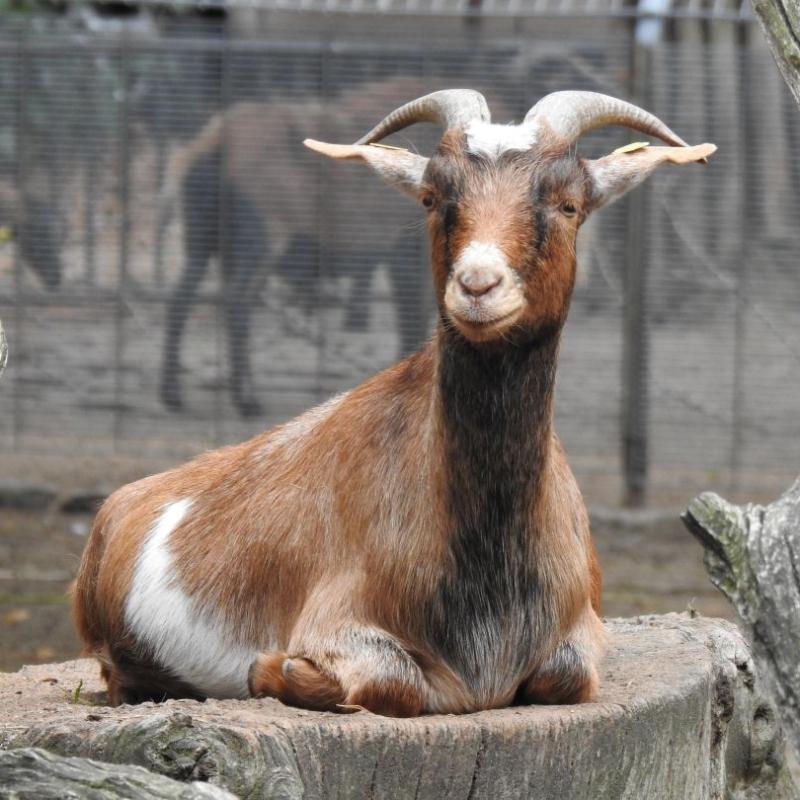 heimattiergarten-tierpark-zoo-fuerstenwalde-tiere-491