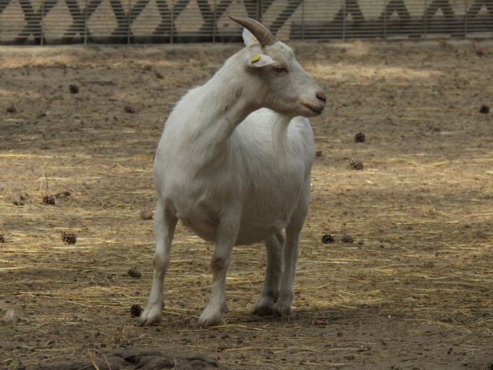 heimattiergarten-tierpark-zoo-fuerstenwalde-tiere-494
