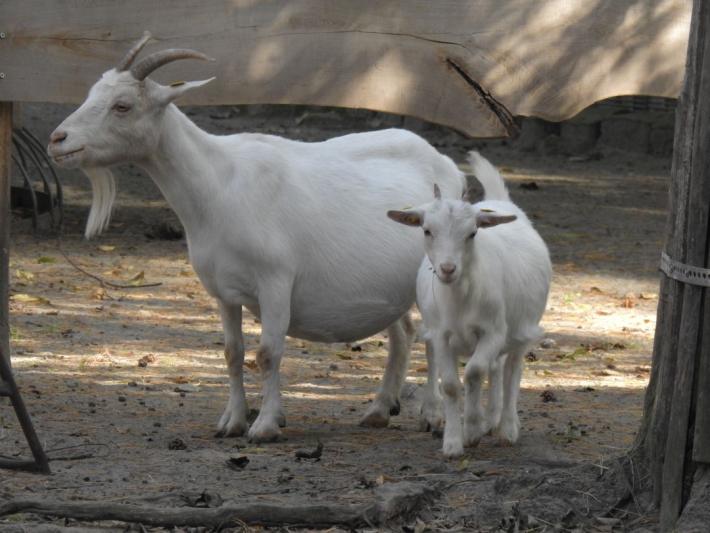 heimattiergarten-tierpark-zoo-fuerstenwalde-tiere-496