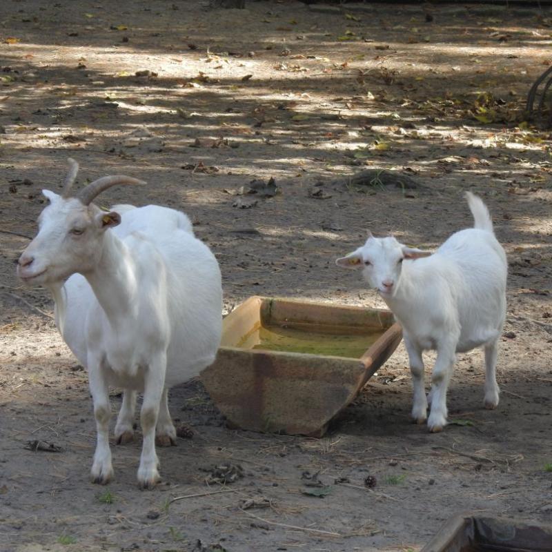 heimattiergarten-tierpark-zoo-fuerstenwalde-tiere-497