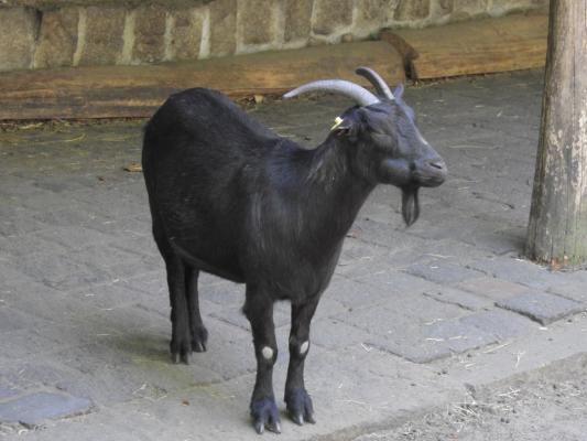 heimattiergarten-tierpark-zoo-fuerstenwalde-tiere-498