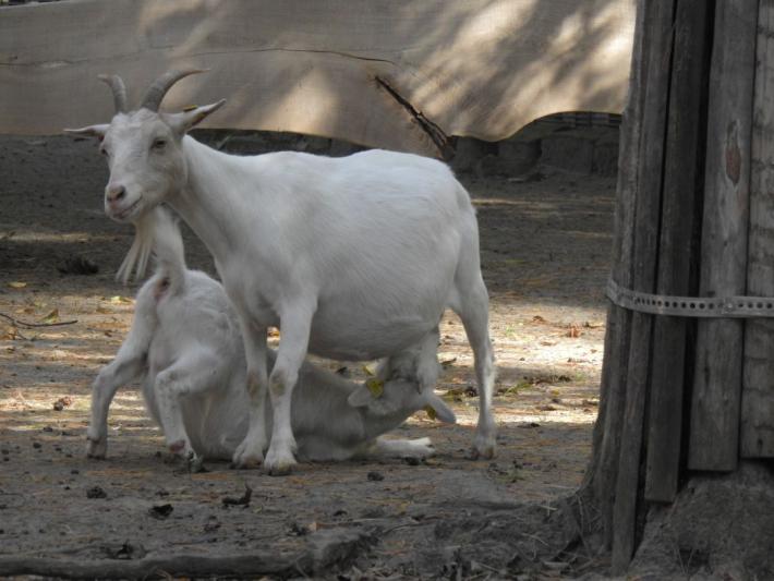 heimattiergarten-tierpark-zoo-fuerstenwalde-tiere-501