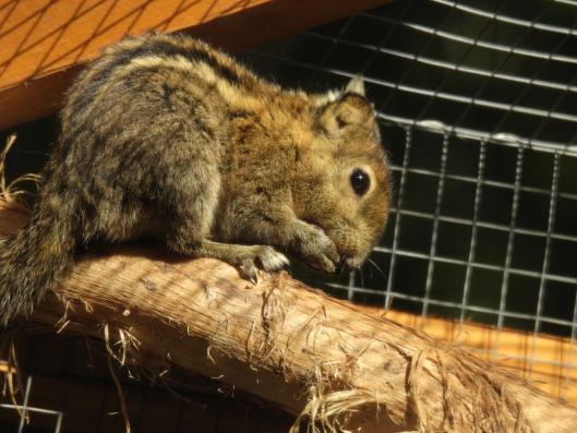 heimattiergarten-tierpark-zoo-fuerstenwalde-tiere-089
