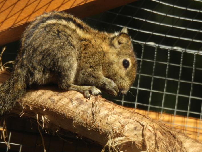 heimattiergarten-tierpark-zoo-fuerstenwalde-tiere-089