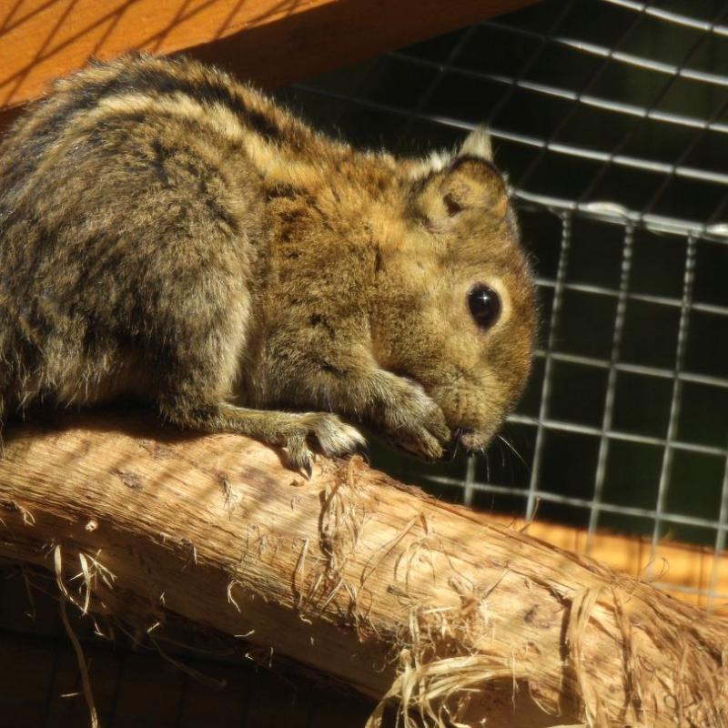 heimattiergarten-tierpark-zoo-fuerstenwalde-tiere-089