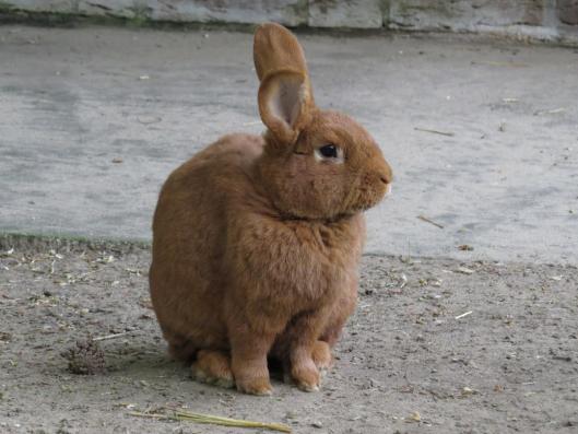 heimattiergarten-tierpark-zoo-fuerstenwalde-tiere-195
