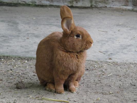 heimattiergarten-tierpark-zoo-fuerstenwalde-tiere-195