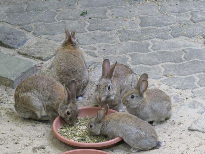heimattiergarten-tierpark-zoo-fuerstenwalde-tiere-197