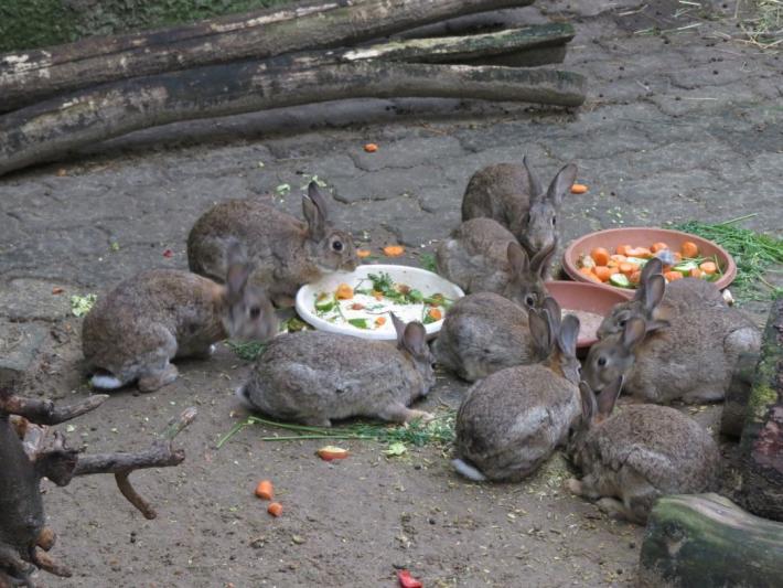 heimattiergarten-tierpark-zoo-fuerstenwalde-tiere-198