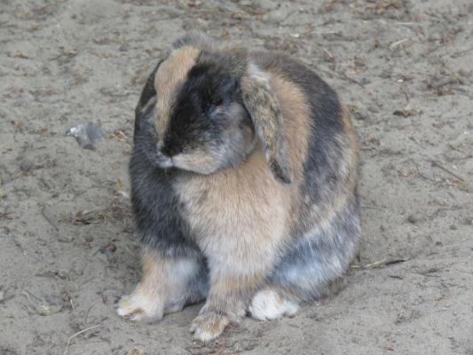 heimattiergarten-tierpark-zoo-fuerstenwalde-tiere-200