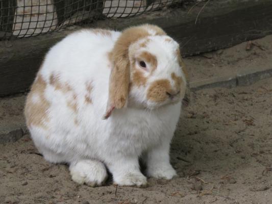 heimattiergarten-tierpark-zoo-fuerstenwalde-tiere-201