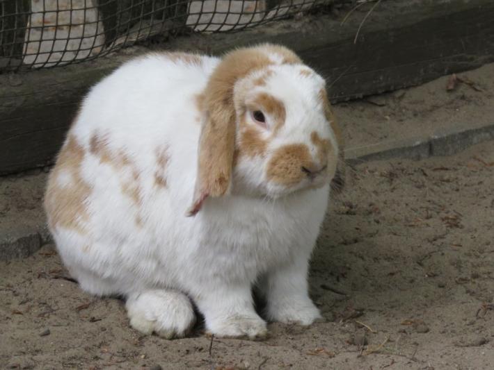heimattiergarten-tierpark-zoo-fuerstenwalde-tiere-201