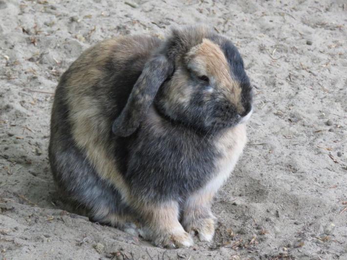 heimattiergarten-tierpark-zoo-fuerstenwalde-tiere-202