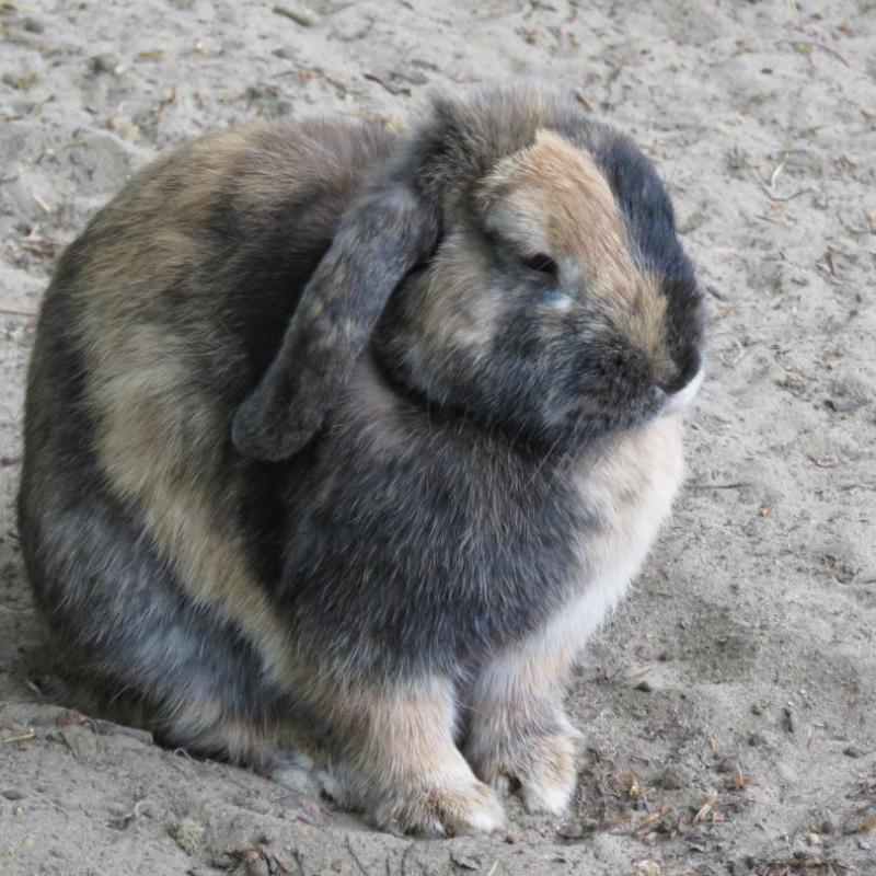 heimattiergarten-tierpark-zoo-fuerstenwalde-tiere-202