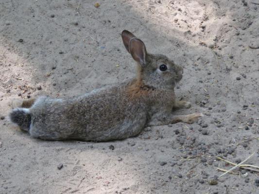 heimattiergarten-tierpark-zoo-fuerstenwalde-tiere-203
