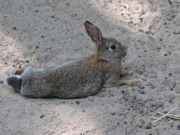 heimattiergarten-tierpark-zoo-fuerstenwalde-tiere-203