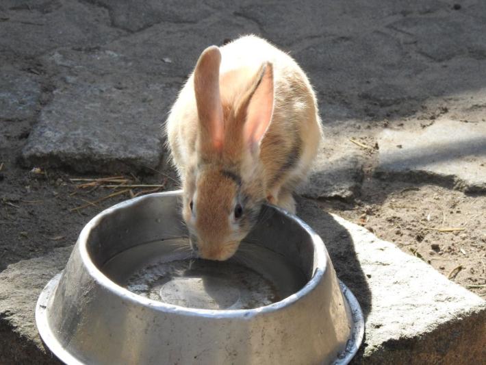 heimattiergarten-tierpark-zoo-fuerstenwalde-tiere-204