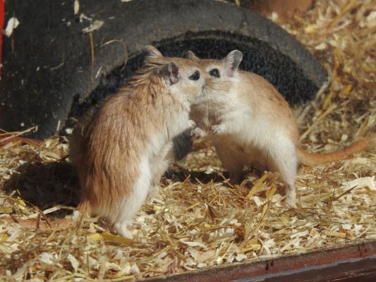 heimattiergarten-tierpark-zoo-fuerstenwalde-tiere-267